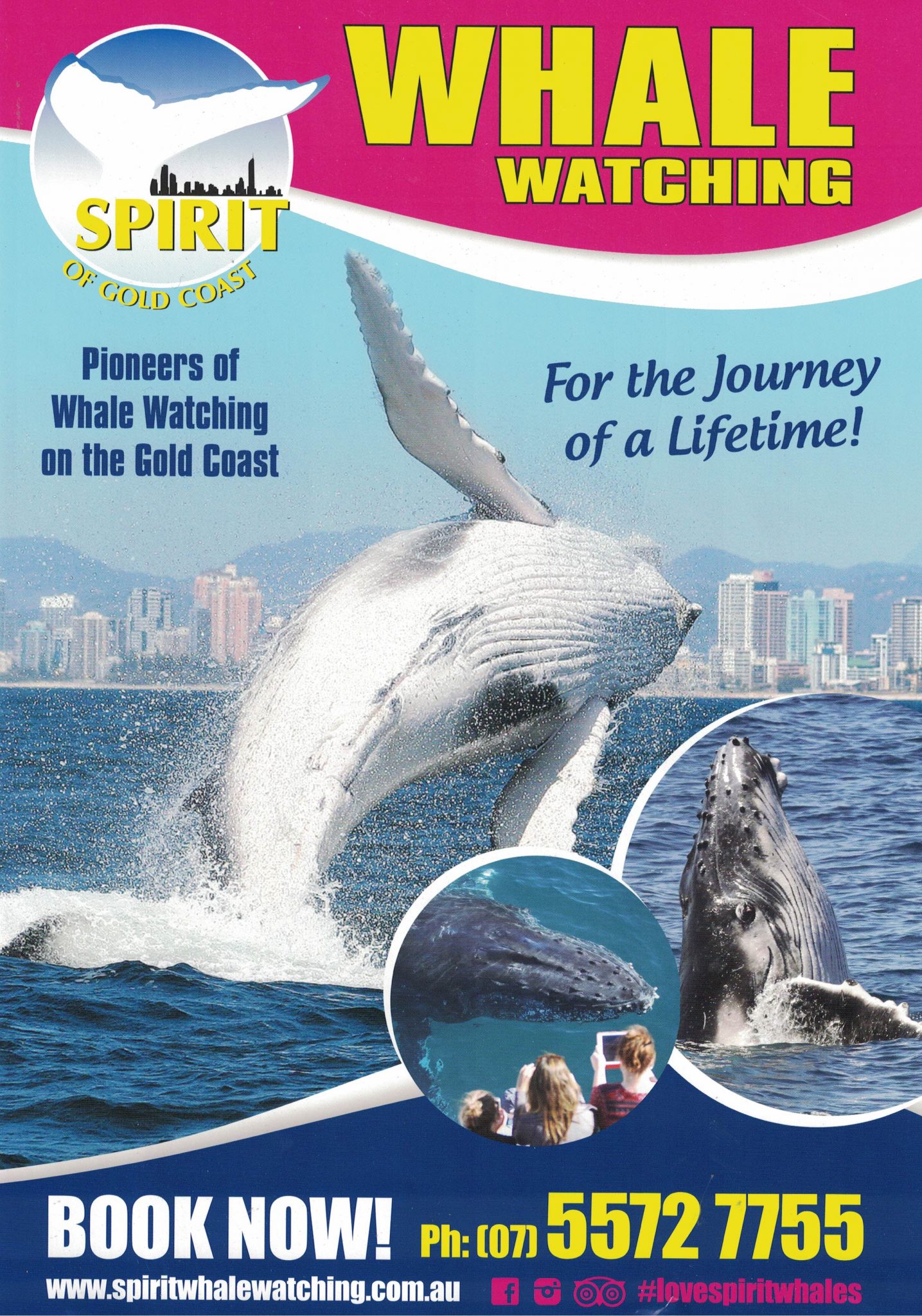 Spirit of Gold Coast Whale Watching A430062020 Brochure website